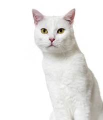 White mixed-breed cat (2 years old), isolated on white