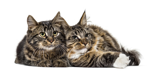 Two Maine Coon cat resting together (6 months old)