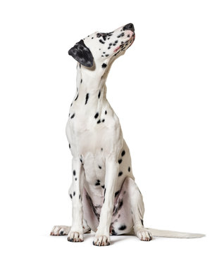 Dalmatian dog, sitting, looking at the camera, isolated on white