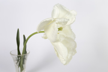 Obraz premium Tulip in the garden