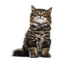 Fototapeta premium Stripped kitten mixed-breed cat sitting, looking upisolated on w