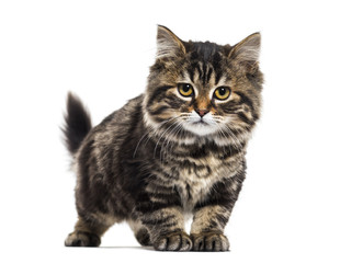 Stripped kitten mixed-breed cat, isolated on white