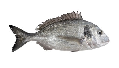 Realistic 3D Render of Gilthead Bream Fish