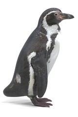 Realistic 3D Render of Humboldt Penguin
