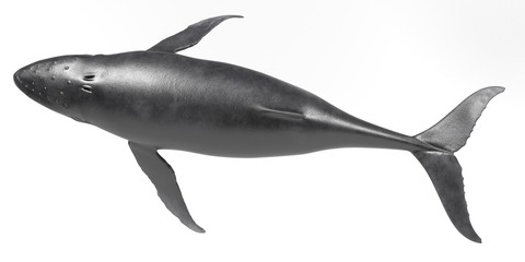 Realistic 3D Render of Humpback Whale