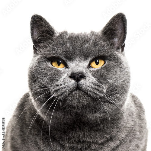 Close Up On A Grey British Shorthair Cat Isolated On White Stock