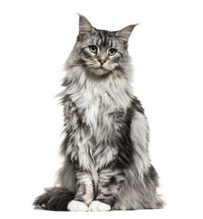 Main coon cat, sitting, isolated on white - obrazy, fototapety, plakaty