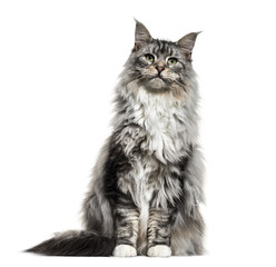 Main coon cat, sitting, isolated on white