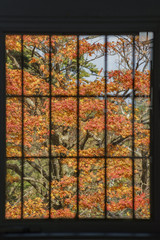 Window frame filled with red maple leaves