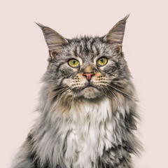 Close-up on a main coon cat face, brown background