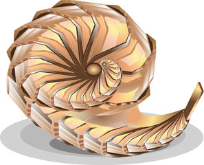 Abstract fantastic seashell beautiful vector isolated illustration