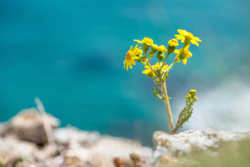 blooming flowers in a spring field - selective focus