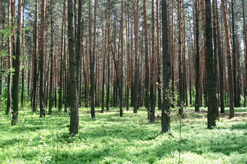 pnie drzew i zielone runo leśne w lesie iglastym w słoneczny dzień