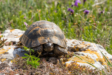 Turtle in a spring garden