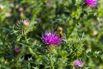 a male bee sits on a flower