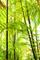 Tropical botanicals, large bamboo canes, trees and foliage, patterned shapes of leaves and stems green with white background