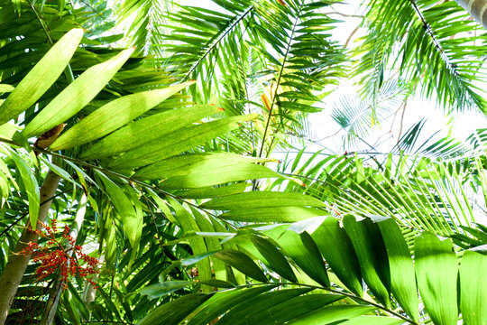 close up of a green tropical rainforest canopy, image had a graphical look about it, with a white background