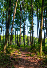 path through forest with tall trees. lovely summer scenery