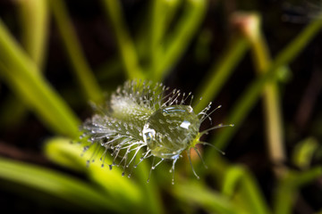 Goccia d'acqua su stelo di drosera capensis, pianta carnivora.