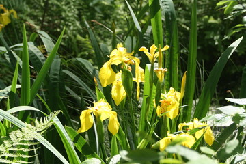 kwitnący żółty kosaciec wśród bujnej leśnej roślinności