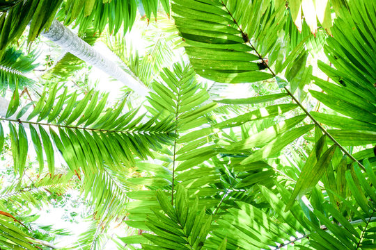 Tropical fern plants, 5 ferns spanning out from the bottom of the image plain white background, the ferns form different shades of green and different shapes, graphical image 