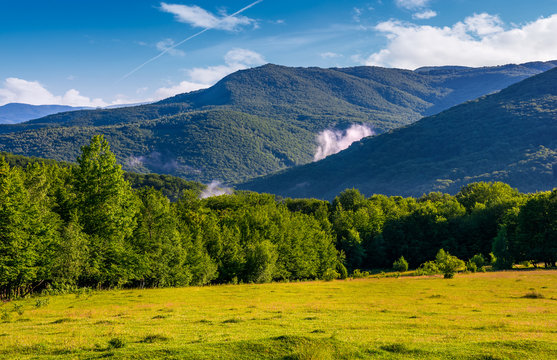 grassy field in front of a forested hills. lovely nature scenery in springtime mountains