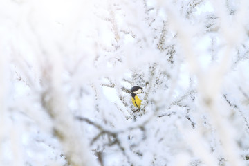 colored bird among white snowy branches with sunny hotspot