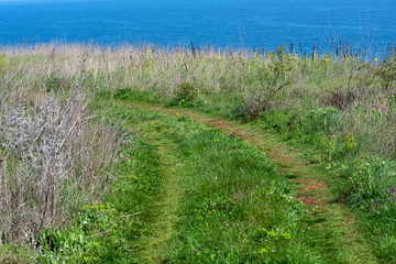 Country road by the sea, overgrown with grass