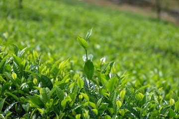 Fototapeta na wymiar ​ Tea plantation farm hills, Beautiful greenery of Tea garden