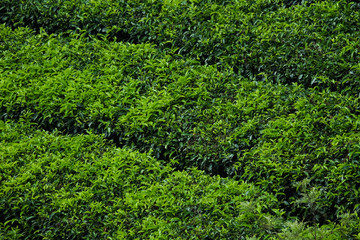 Fototapeta na wymiar ​ Tea plantation farm hills, Beautiful greenery of Tea garden