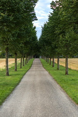 Fototapeta na wymiar Grüne, entspannende Baumallee entlang eines Wanderweges