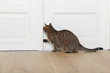 chat tigré brun marron tabby ouvrant porte maison