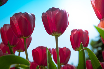 Red tulips. Floral background. Spring atmosphere