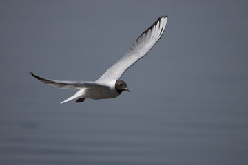 Fototapeta na wymiar Black-headed gull