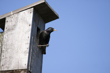 Thrush bird and it's bridhouse