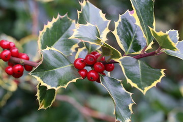 Holly with berries