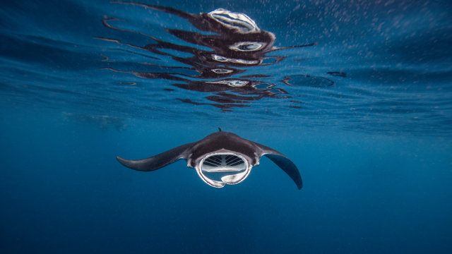 Ray swimming with mouth open