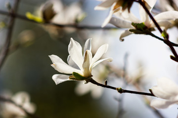 White flowers of magnolia kobus at blurred sky background