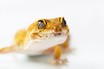 Orange leopard gecko walking and looking forward on white background
