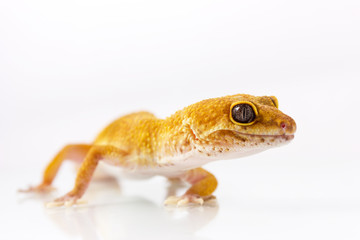 Orange leopard gecko walking and looking forward on white background