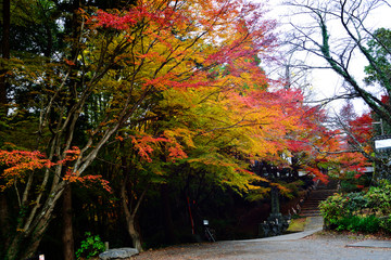 普現寺の紅葉