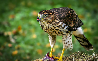 Feeding Hawk