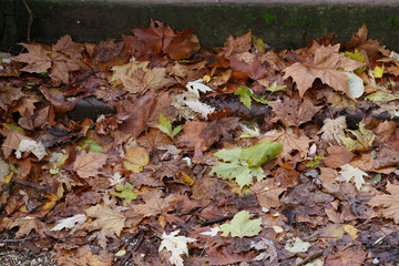 Autumn leaves lie on the asphalt