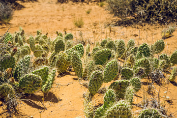 Green cacti in the desert Moab. Dry, picturesque landscape of Utah - obrazy, fototapety, plakaty
