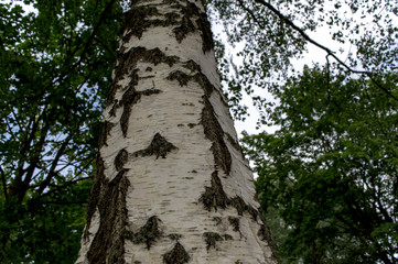 Fototapeta premium birch in a city park
