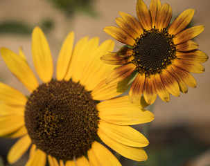 Different Types of sunflowers