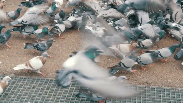 Huge Flock of Pigeons in City Park Close up. Birds eat food outdoors in the city street or on the sidewalk in the park in Barcelona