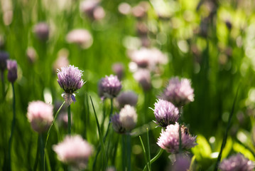 Chive Plants in Sunlight