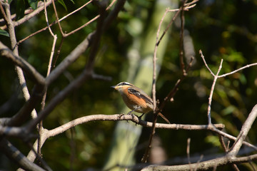 Shrike: Carnivorous Passerine birds