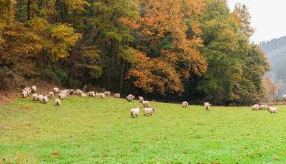 Sheep grazing in Basque lands